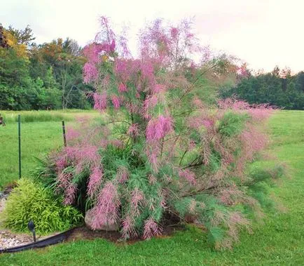 plantare tamariscul și de îngrijire, reproducere, foto și video