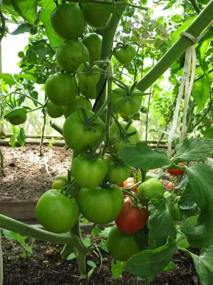 Sera este deschis din aprilie până în noiembrie, trei culturi de legume pe sezon (picături per litru de apă) Sera este deschis din aprilie până în noiembrie, trei culturi de legume pe sezon