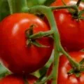 Tomate Descriere curmale, comentarii, caracteristica (comentarii) Tomate Descriere curmale, comentarii, caracteristică