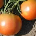 Tomate Descriere curmale, comentarii, caracteristică (tomate) Tomate Descriere curmale, comentarii, caracteristică
