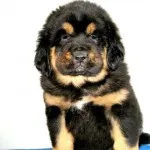 fotografii tibetane Mastiff, preț, descriere rasa, caracter, video - watchdog meu
