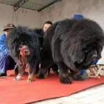 fotografii tibetane Mastiff, preț, descriere rasa, caracter, video - watchdog meu