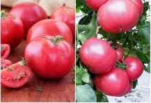 Comentarii tomate roz gigant și fotografii, descrierea și caracterizarea soiurilor de cultivare de tomate (tomate) Comentarii tomate roz gigant și fotografii, descrierea și caracterizarea soiurilor de cultivare de tomate