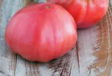 Comentarii tomate roz gigant și fotografii, descrierea și caracterizarea soiurilor de cultivare de tomate (roz) Comentarii tomate roz gigant și fotografii, descrierea și caracterizarea soiurilor de cultivare de tomate