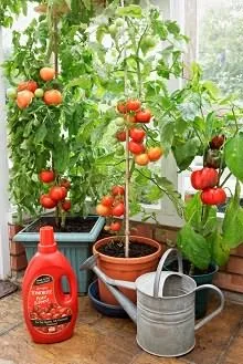 Tomate pe pervazul ferestrei