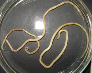 pisici Toxocara simptome, tratament, prevenire (tratament) pisici Toxocara simptome, tratament, prevenire