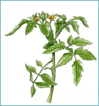 Tomate într-o seră cum pentru a forma un tomate Bush