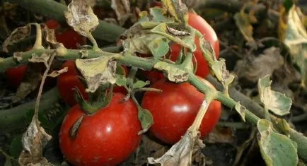 Caracterizarea de tomate curmale și descrierea soiului - pentru detalii!