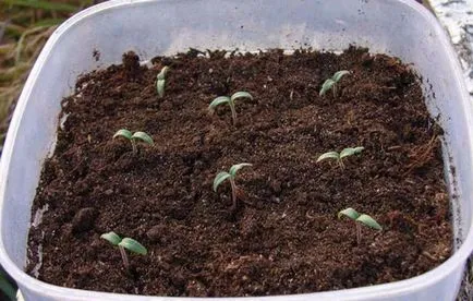 Tomate - Descriere curmale și caracteristici de soiuri de cultivare (curmale) Tomate - descrierea curmale și caracteristicile cultivarea soiurilor