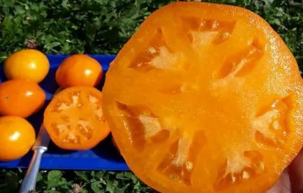 Tomate - descrierea curmale și soiuri specifice de cultivare (cultivare) Tomate - descrierea curmale și caracteristicile cultivarea soiurilor