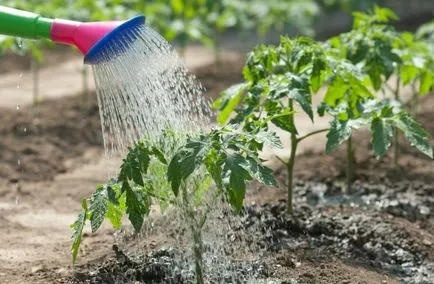 Caracterizarea de tomate curmale și descrierea soiului - pentru detalii!