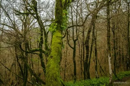 grove Yew-copac, gazda, districtul Khosta din Soci