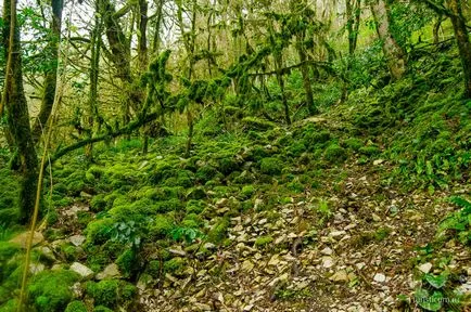 grove Yew-copac, gazda, districtul Khosta din Soci
