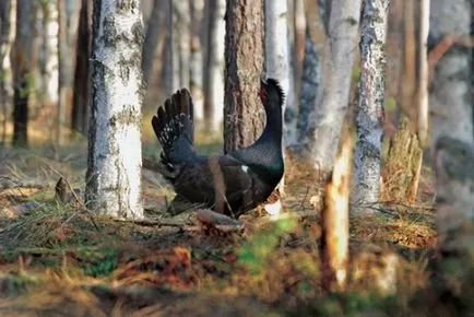 cocoșul de munte curent și de vânătoare