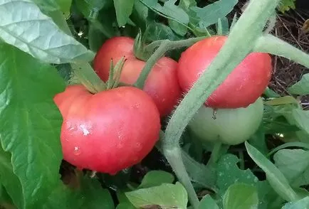 Comentarii tomate roz gigant și fotografii, descrierea și caracterizarea soiurilor de cultivare de tomate (foto) Comentarii tomate roz gigant și fotografii, descrierea și caracterizarea soiurilor de cultivare de tomate