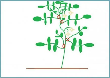 Tomate într-o seră cum pentru a forma un tomate Bush