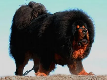 fotografii tibetane Mastiff, preț, descriere rasa, caracter, video - watchdog meu
