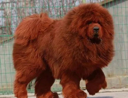 fotografii tibetane Mastiff, preț, descriere rasa, caracter, video - watchdog meu