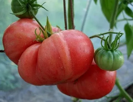 Comentarii tomate roz gigant și fotografii, descrierea și caracterizarea soiurilor de cultivare de tomate (gigant) Comentarii tomate roz gigant și fotografii, descrierea și caracterizarea soiurilor de cultivare de tomate