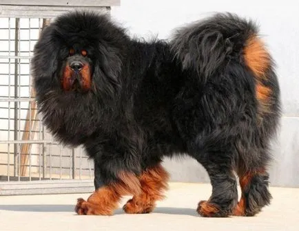 fotografii tibetane Mastiff, preț, descriere rasa, caracter, video - watchdog meu