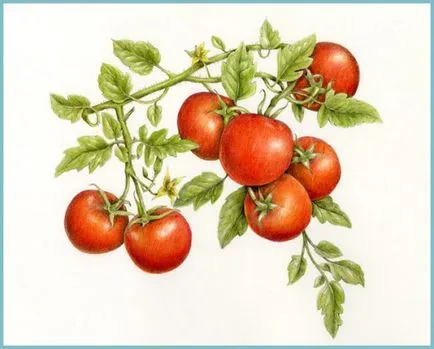 Tomate într-o seră cum pentru a forma un tomate Bush