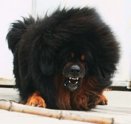 fotografii tibetane Mastiff, preț, descriere rasa, caracter, video - watchdog meu