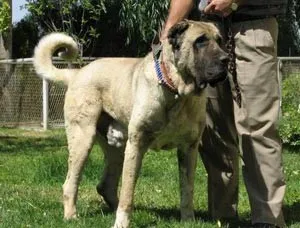 Turcă Dog Kangal (Karabash anataliysky) (Karabash) Turcă Dog Kangal (Karabash anataliysky)