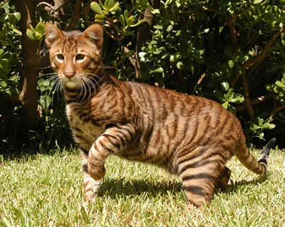 fotografii Toyger pisică, cumpărare, preț, video (Toyger) fotografii Toyger pisică, cumpărare, preț, video