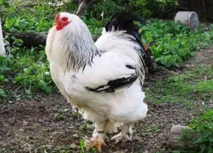 Top 10 cele mai multe rase de pui de carne (descriere si fotografii - greii pui -)