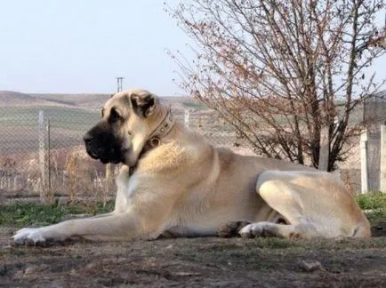 fotografii turcești Kangal și clipuri video, descriere rasa și prețul său (turcă) fotografii turcești Kangal și clipuri video, descriere rasa și prețul său