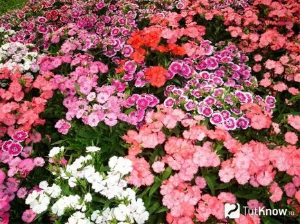William dulce, de plantare și îngrijire sfaturi cu privire la creștere (deltoides Dianthus în creștere) William dulce, de plantare și îngrijire sfaturi cu privire la creștere