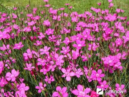 William dulce, de plantare și îngrijire, sfaturi în creștere (dulce William) William dulce, de plantare și îngrijire sfaturi cu privire la creștere