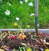 Îngrășăminte din iarbă și buruieni roșii la cabana lor de vară în creștere (buruieni) Îngrășăminte din iarbă și buruieni care cresc roșii la cabana lor de vară