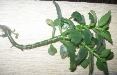 În Kalanchoe rândul său, galben și frunze uscate cauze care fac (cauza) În Kalanchoe rândul său, galben și uscate cauze frunze, ce să facă