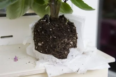 În Kalanchoe rândul său, frunze galbene și uscate cauze, ce să facă (galben) În Kalanchoe rândul său, galben și uscate cauze frunze, ce să facă