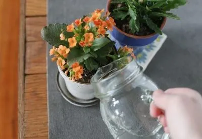 În Kalanchoe rândul său, galben și frunze uscate cauze care fac (uscat) În Kalanchoe rândul său, galben și uscate cauze frunze, ce să facă