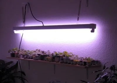 În Kalanchoe rândul său, galben și frunze uscate cauze care fac (uscat) În Kalanchoe rândul său, galben și uscate cauze frunze, ce să facă