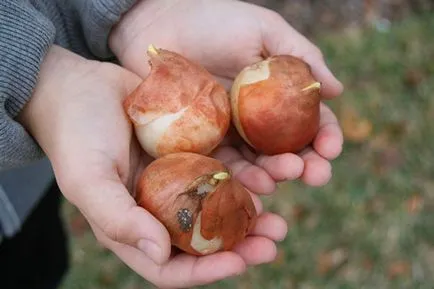 Lalele - când pentru a planta bulbi in toamna in regiunea Siberia și Moscova, ca magazin înainte de aterizare, video (cum se păstrează lalele) Lalele - când pentru a planta bulbi in toamna in regiunea Siberia și Moscova, ca magazin înainte de aterizare, video
