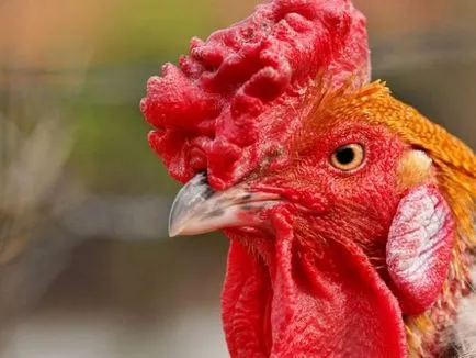 Uimitorul poveste despre cum un pui fără cap a trăit un an și jumătate (a capului) Uimitorul poveste despre cum un pui fără cap a trăit un an și jumătate