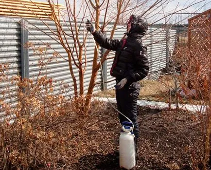 fertilizare uree din gradinari gradina comentarii (cerere) Uree fertilizare in gradina gradinari comentarii