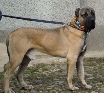 Kangal turcesc descriere rasa, fotografii, video natură (turcă) Turcă Kangal descriere rasă, fotografii, video natura