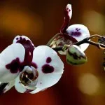 Orhideele putrezi rădăcinile, ce să facă pas cu pas (orhidee rot rădăcină) Orhideele putrezi rădăcinile, ce să facă pas cu pas
