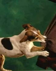 mușcați de câine ce să facă