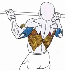 pentru biceps exerciții la domiciliu și în sala de gimnastică (sala de sport) pentru biceps exerciții la domiciliu și în sala de gimnastică
