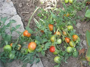 În răsaduri de ondulare frunze de tomate