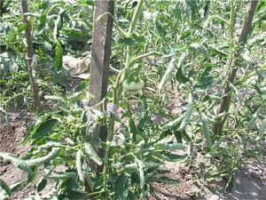 În răsaduri de ondulare frunze de tomate
