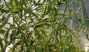 În răsaduri de ondulare frunze de tomate