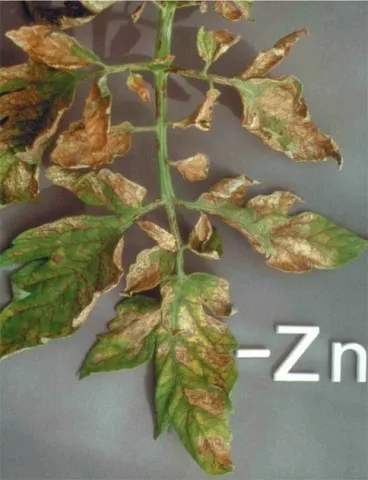 În răsaduri de ondulare frunze de tomate
