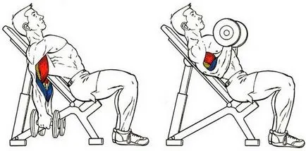 pentru biceps exerciții la domiciliu și în sala de gimnastică (sala de sport) pentru biceps exerciții la domiciliu și în sala de gimnastică