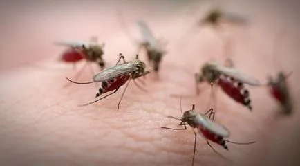 Muscatura de tantar eliminarea mâncărime severă și roșeață în copil și adult